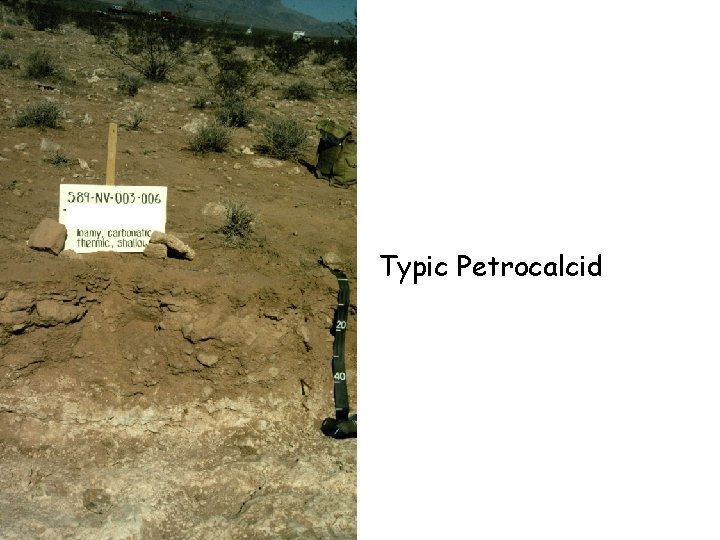 Typic Petrocalcid Typic Petrocalcid