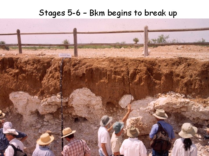 Stages 5 -6 – Bkm begins to break up Stages 5 -6 – Bkm begins to break up