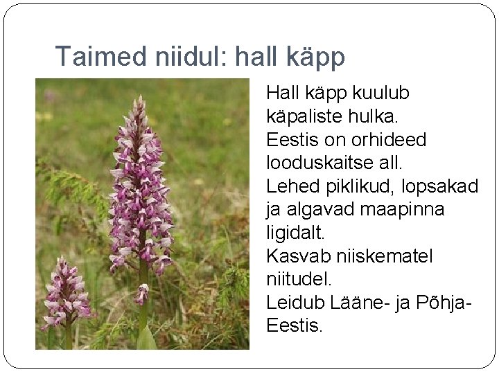 Taimed niidul: hall käpp Hall käpp kuulub käpaliste hulka. Eestis on orhideed looduskaitse all.