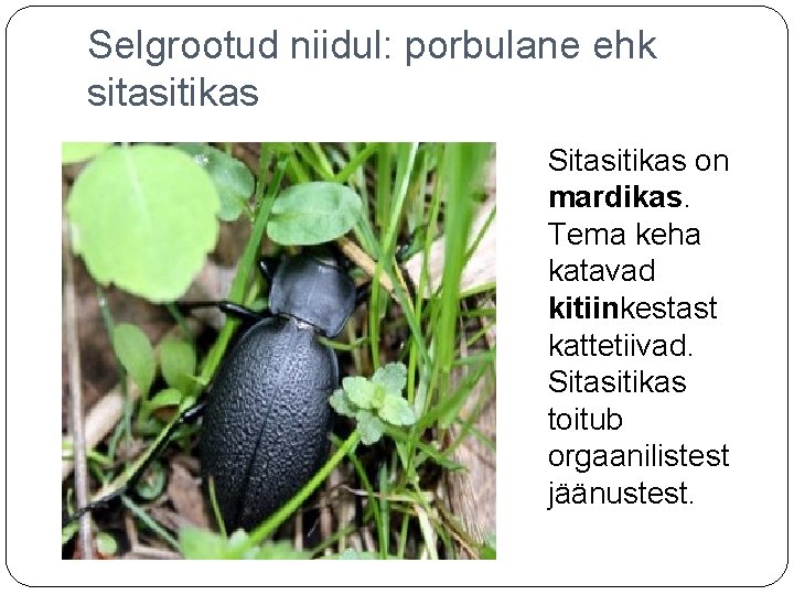 Selgrootud niidul: porbulane ehk sitasitikas Sitasitikas on mardikas. Tema keha katavad kitiinkestast kattetiivad. Sitasitikas