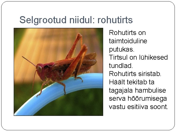 Selgrootud niidul: rohutirts Rohutirts on taimtoiduline putukas. Tirtsul on lühikesed tundlad. Rohutirts siristab. Häält