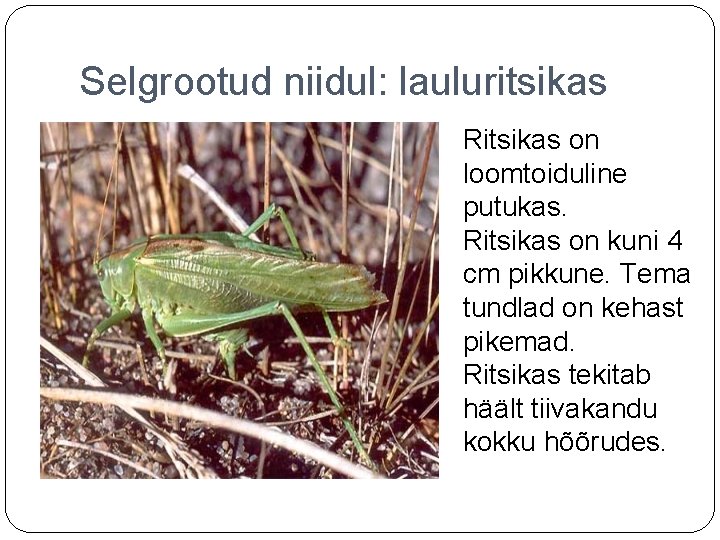 Selgrootud niidul: lauluritsikas Ritsikas on loomtoiduline putukas. Ritsikas on kuni 4 cm pikkune. Tema