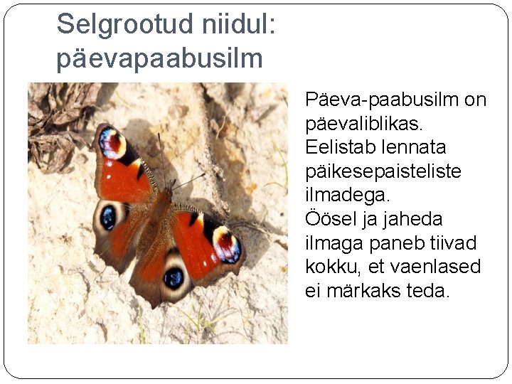 Selgrootud niidul: päevapaabusilm Päeva-paabusilm on päevaliblikas. Eelistab lennata päikesepaisteliste ilmadega. Öösel ja jaheda ilmaga