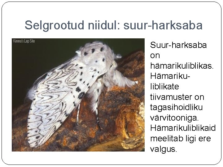 Selgrootud niidul: suur-harksaba Suur-harksaba on hämarikuliblikas. Hämarikuliblikate tiivamuster on tagasihoidliku värvitooniga. Hämarikuliblikaid meelitab ligi