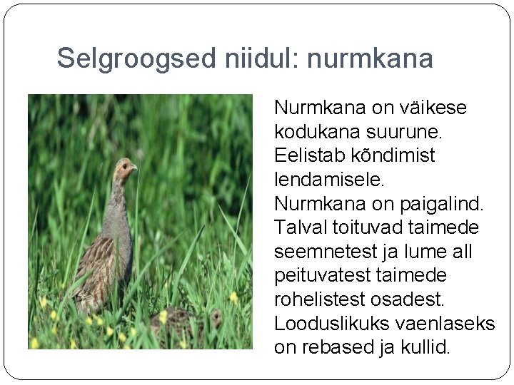 Selgroogsed niidul: nurmkana Nurmkana on väikese kodukana suurune. Eelistab kõndimist lendamisele. Nurmkana on paigalind.