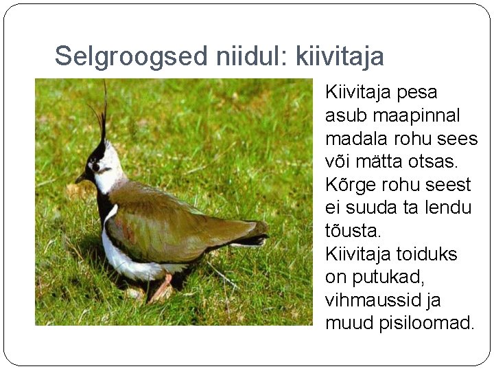 Selgroogsed niidul: kiivitaja Kiivitaja pesa asub maapinnal madala rohu sees või mätta otsas. Kõrge