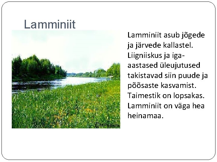 Lamminiit asub jõgede ja järvede kallastel. Liigniiskus ja igaaastased üleujutused takistavad siin puude ja