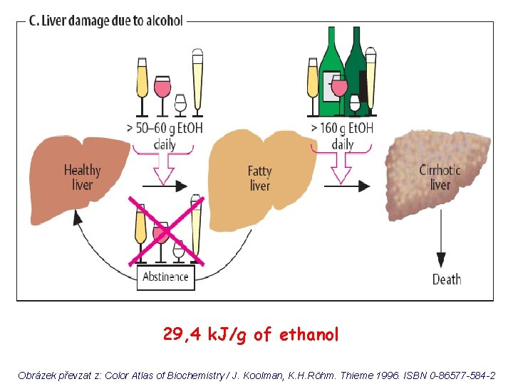 29, 4 k. J/g of ethanol Obrázek převzat z: Color Atlas of Biochemistry /
