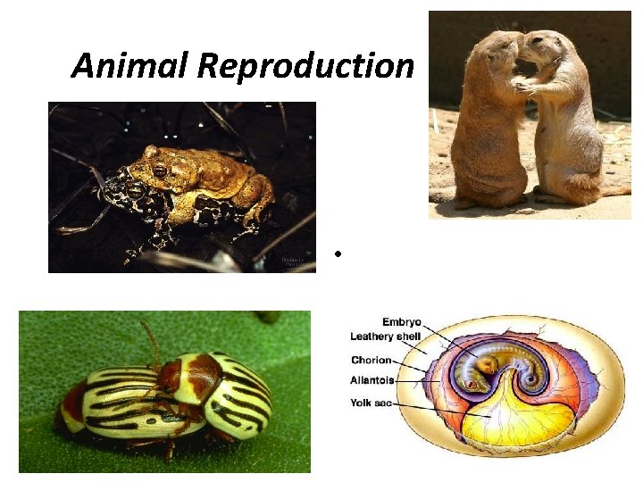 Animal Reproduction • Animal Reproduction •
