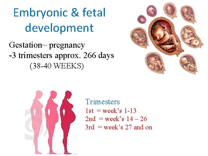 Embryonic & fetal development Gestation~ pregnancy -3 trimesters approx. 266 days (38 -40 WEEKS) Embryonic & fetal development Gestation~ pregnancy -3 trimesters approx. 266 days (38 -40 WEEKS)