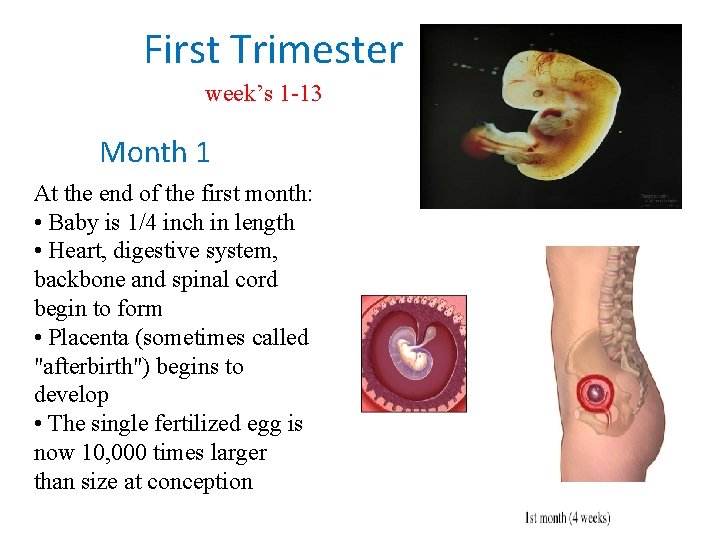 First Trimester week’s 1 -13 Month 1 At the end of the first First Trimester week’s 1 -13 Month 1 At the end of the first