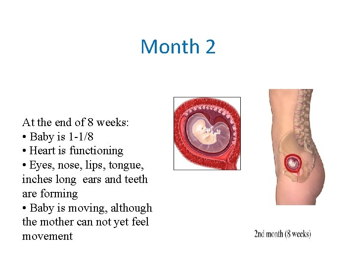 Month 2 At the end of 8 weeks: • Baby is 1 -1/8 • Month 2 At the end of 8 weeks: • Baby is 1 -1/8 •