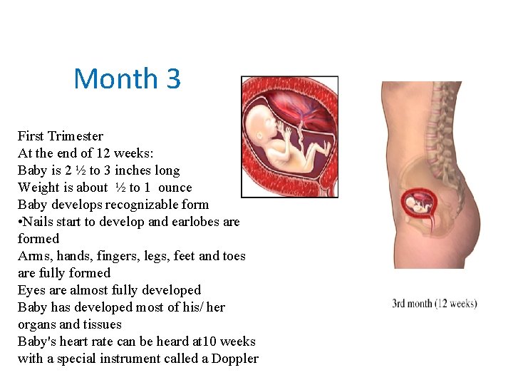 Month 3 First Trimester At the end of 12 weeks: Baby is 2 ½ Month 3 First Trimester At the end of 12 weeks: Baby is 2 ½