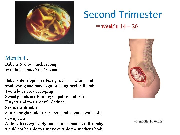 Second Trimester = week’s 14 – 26 Month 4 : Baby is 6 ½ Second Trimester = week’s 14 – 26 Month 4 : Baby is 6 ½