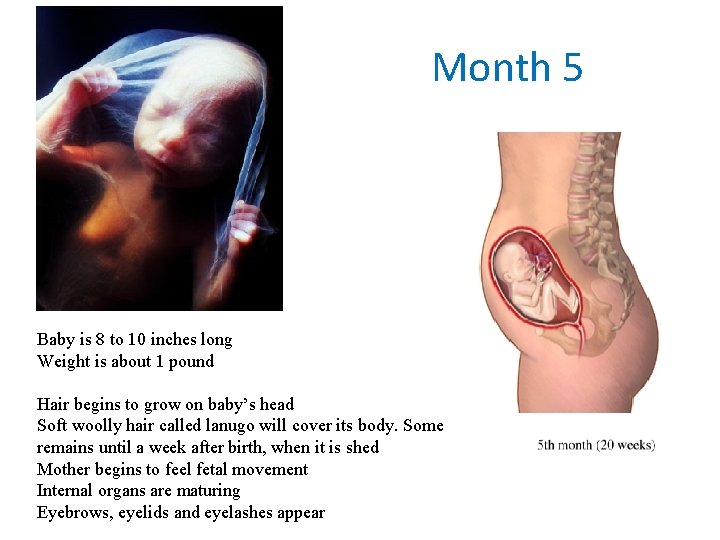 Month 5 Baby is 8 to 10 inches long Weight is about 1 pound Month 5 Baby is 8 to 10 inches long Weight is about 1 pound