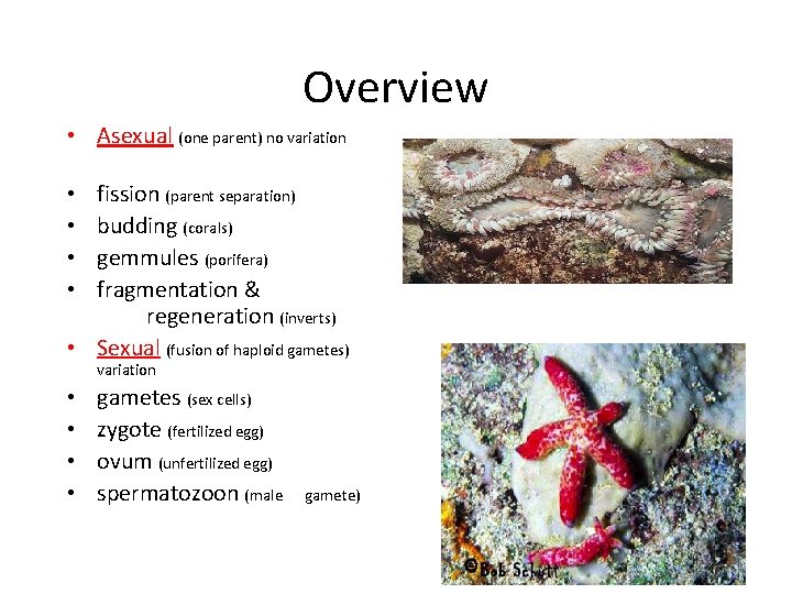 Overview • Asexual (one parent) no variation • fission (parent separation) • budding (corals) Overview • Asexual (one parent) no variation • fission (parent separation) • budding (corals)