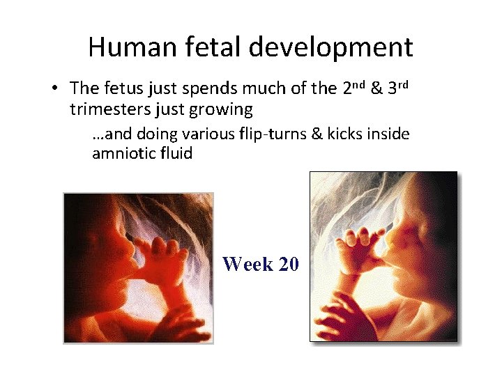 Human fetal development • The fetus just spends much of the 2 nd & Human fetal development • The fetus just spends much of the 2 nd &
