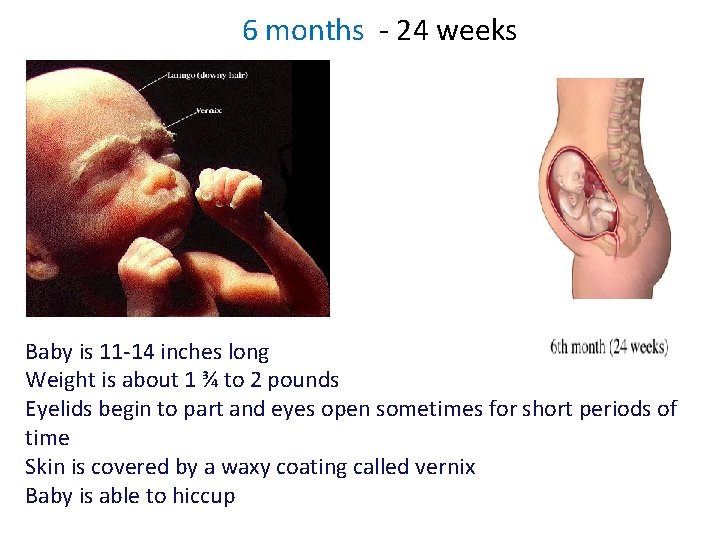 6 months - 24 weeks Baby is 11 -14 inches long Weight is about 6 months - 24 weeks Baby is 11 -14 inches long Weight is about