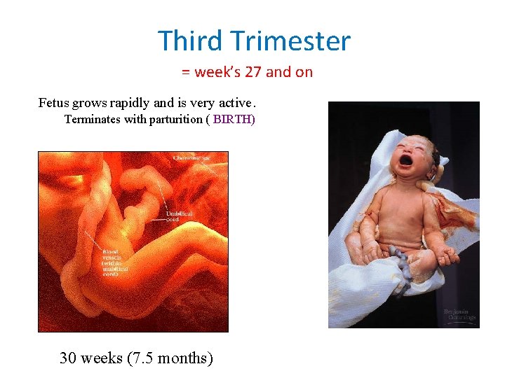 Third Trimester = week’s 27 and on Fetus grows rapidly and is very active. Third Trimester = week’s 27 and on Fetus grows rapidly and is very active.