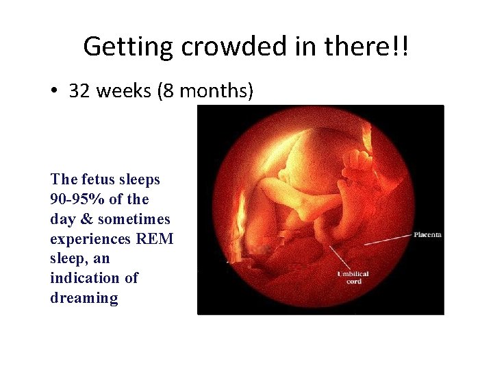 Getting crowded in there!! • 32 weeks (8 months) The fetus sleeps 90 -95% Getting crowded in there!! • 32 weeks (8 months) The fetus sleeps 90 -95%