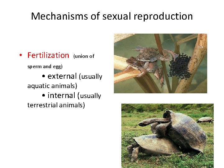 Mechanisms of sexual reproduction • Fertilization (union of sperm and egg) • external (usually Mechanisms of sexual reproduction • Fertilization (union of sperm and egg) • external (usually
