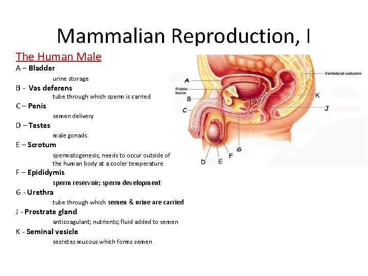 Mammalian Reproduction, I The Human Male A – Bladder urine storage B - Vas Mammalian Reproduction, I The Human Male A – Bladder urine storage B - Vas