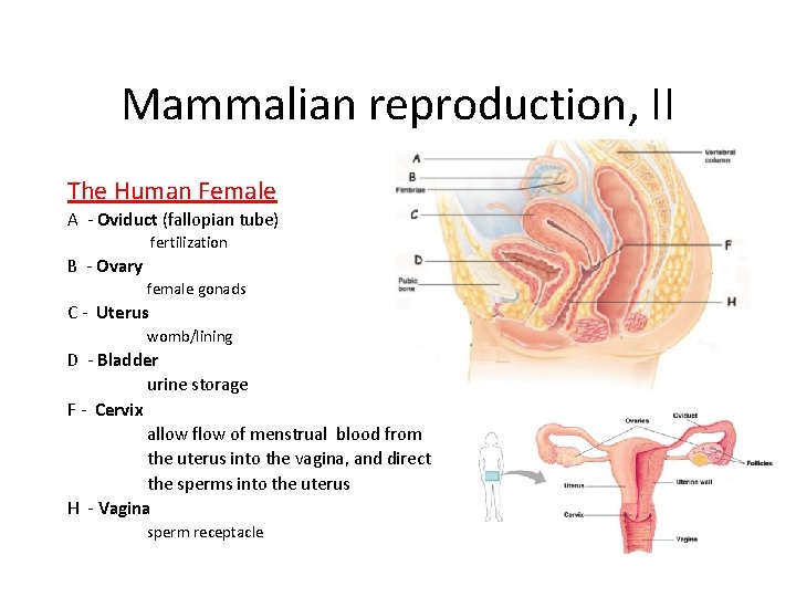 Mammalian reproduction, II The Human Female A - Oviduct (fallopian tube) fertilization B - Mammalian reproduction, II The Human Female A - Oviduct (fallopian tube) fertilization B -