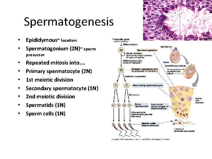 Spermatogenesis • Epididymous~ location • Spermatogonium (2 N)~ sperm precursor • • Repeated mitosis Spermatogenesis • Epididymous~ location • Spermatogonium (2 N)~ sperm precursor • • Repeated mitosis