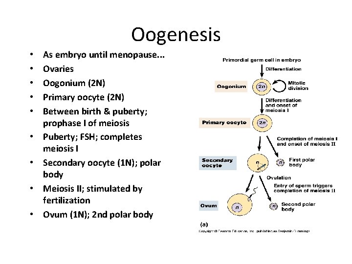 Oogenesis • • • As embryo until menopause. . . Ovaries Oogonium (2 N) Oogenesis • • • As embryo until menopause. . . Ovaries Oogonium (2 N)