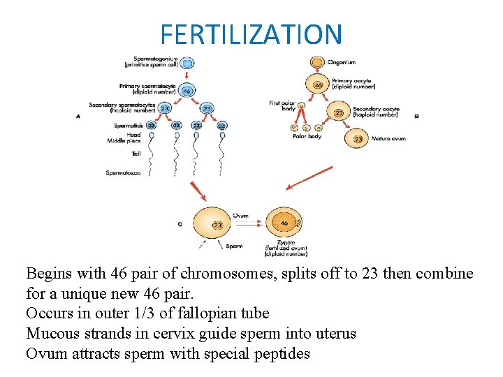 FERTILIZATION Begins with 46 pair of chromosomes, splits off to 23 then combine for FERTILIZATION Begins with 46 pair of chromosomes, splits off to 23 then combine for