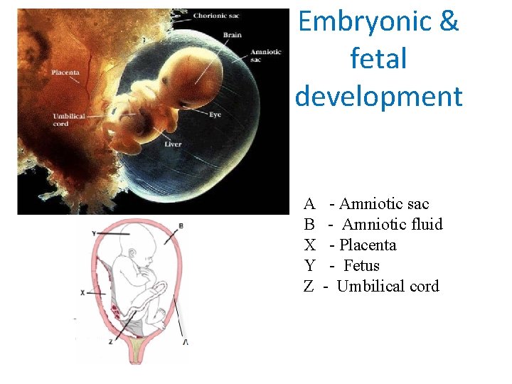 Embryonic & fetal development A B X Y Z - Amniotic sac - Amniotic Embryonic & fetal development A B X Y Z - Amniotic sac - Amniotic