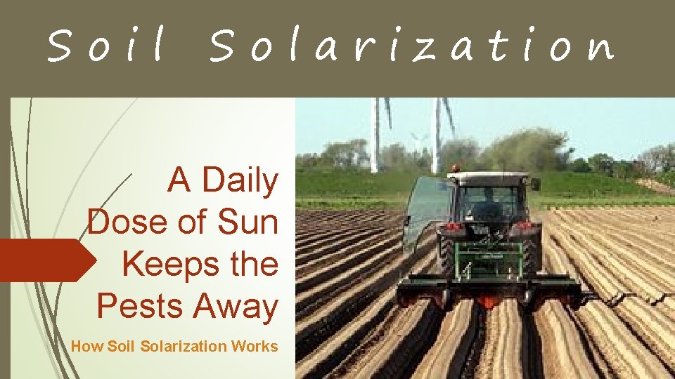 Soil Solarization A Daily Dose of Sun Keeps the Pests Away How Soil Solarization