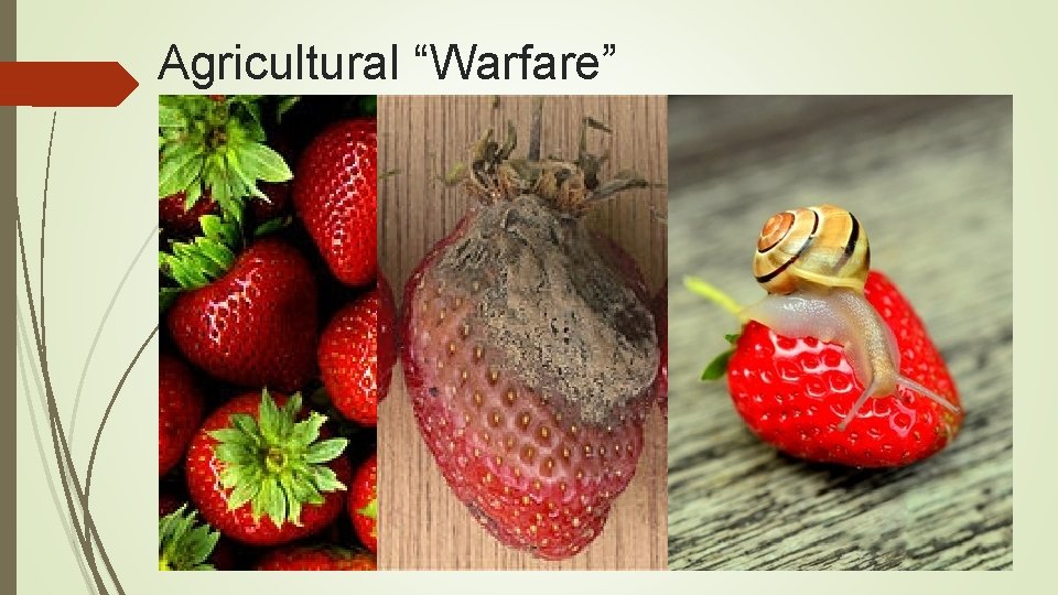 Agricultural “Warfare” 