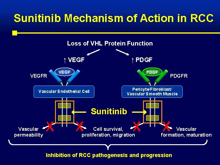 Sunitinib Mechanism of Action in RCC Loss of VHL Protein Function ↑ VEGF ↑