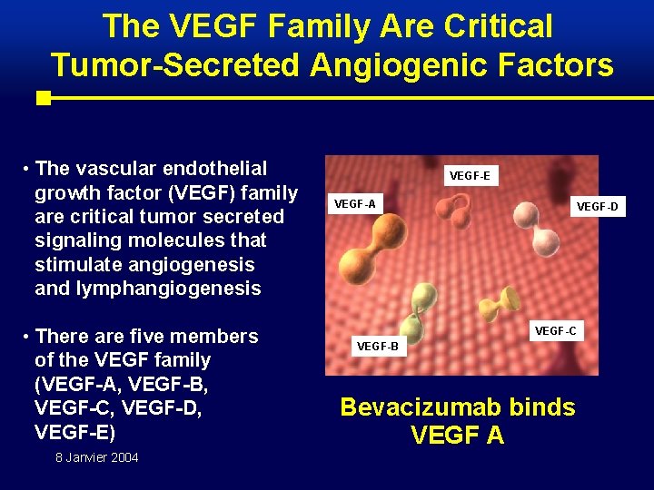 The VEGF Family Are Critical Tumor-Secreted Angiogenic Factors • The vascular endothelial growth factor