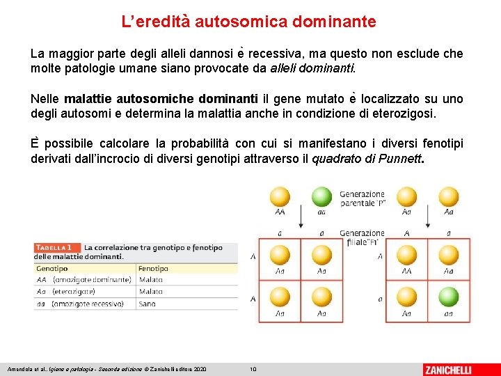 L’eredità autosomica dominante La maggior parte degli alleli dannosi e recessiva, ma questo non