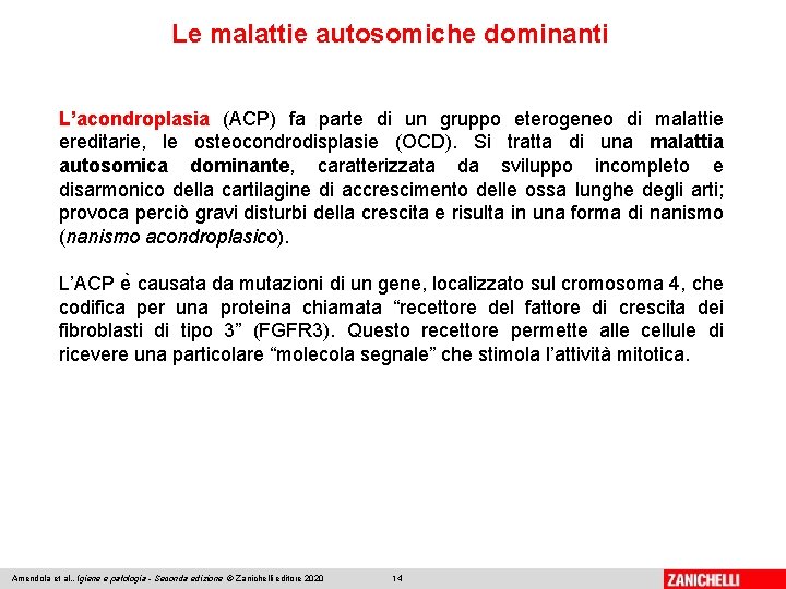 Le malattie autosomiche dominanti L’acondroplasia (ACP) fa parte di un gruppo eterogeneo di malattie