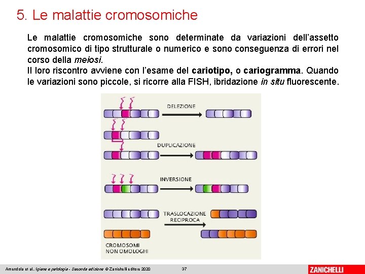 5. Le malattie cromosomiche sono determinate da variazioni dell’assetto cromosomico di tipo strutturale o