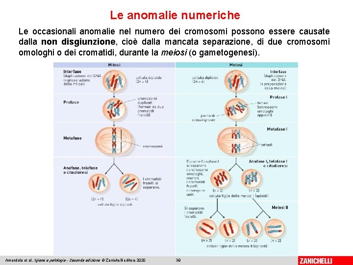 Le anomalie numeriche Le occasionali anomalie nel numero dei cromosomi possono essere causate dalla