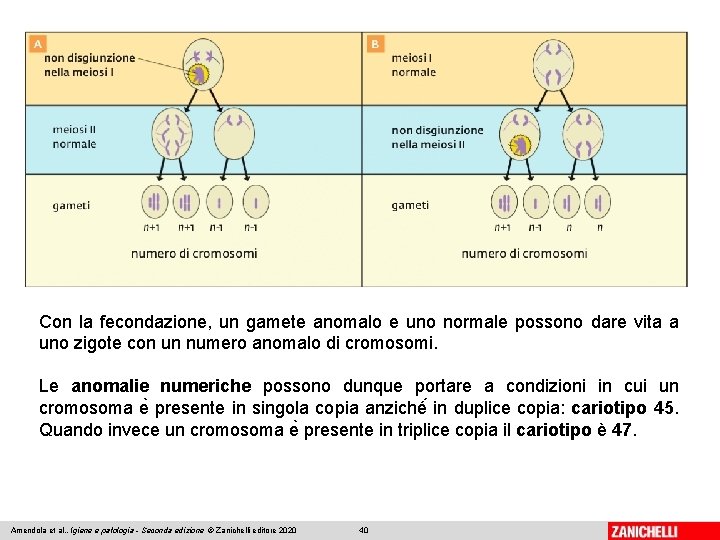 Con la fecondazione, un gamete anomalo e uno normale possono dare vita a uno