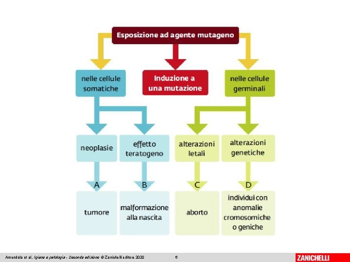 Amendola et al. , Igiene e patologia - Seconda edizione © Zanichelli editore 2020