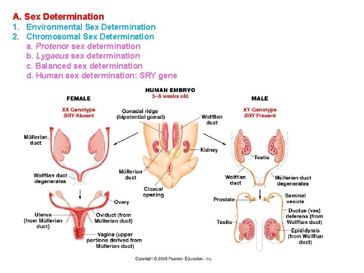 A. Sex Determination 1. Environmental Sex Determination 2. Chromosomal Sex Determination a. Protenor sex