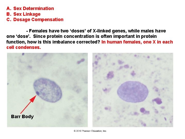 A. Sex Determination B. Sex Linkage C. Dosage Compensation - Females have two ‘doses’