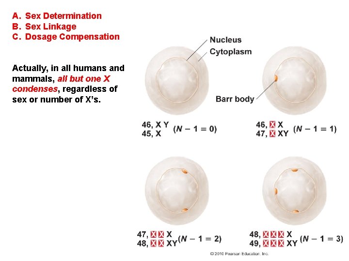 A. Sex Determination B. Sex Linkage C. Dosage Compensation Actually, in all humans and