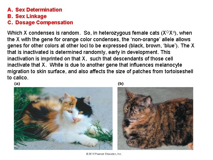 A. Sex Determination B. Sex Linkage C. Dosage Compensation Which X condenses is random.