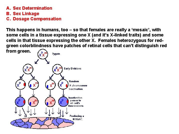 A. Sex Determination B. Sex Linkage C. Dosage Compensation This happens in humans, too