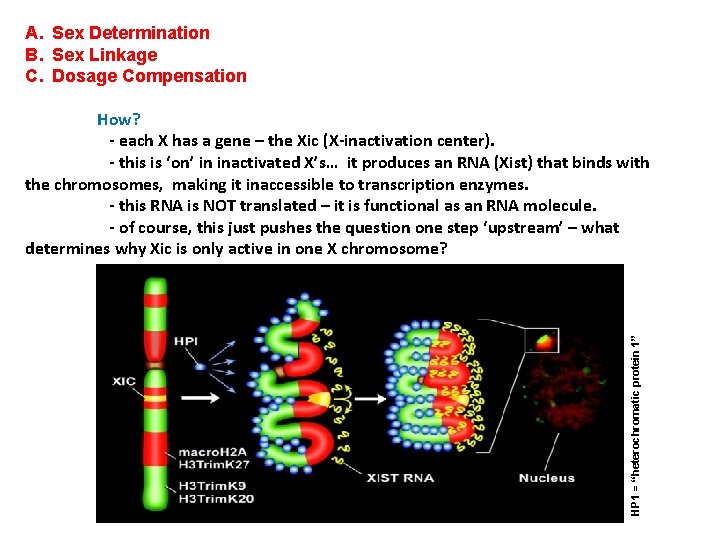 A. Sex Determination B. Sex Linkage C. Dosage Compensation HP 1 = “heterochromatic protein