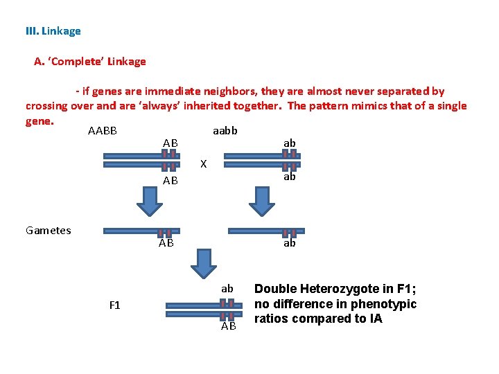 III. Linkage A. ‘Complete’ Linkage - if genes are immediate neighbors, they are almost
