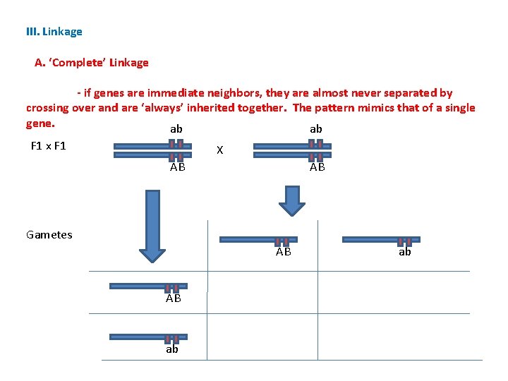 III. Linkage A. ‘Complete’ Linkage - if genes are immediate neighbors, they are almost