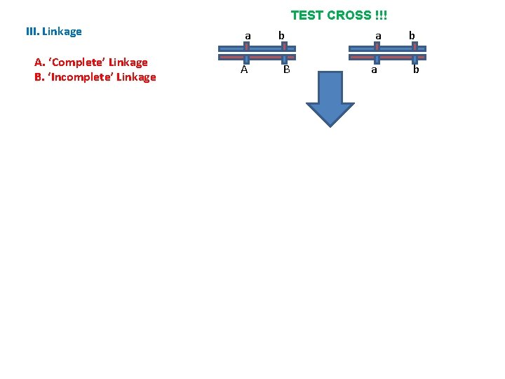 TEST CROSS !!! III. Linkage A. ‘Complete’ Linkage B. ‘Incomplete’ Linkage a A b